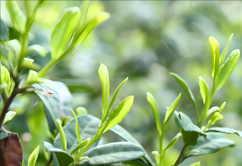 1741571200317888.jpg 1741570866544.jpg