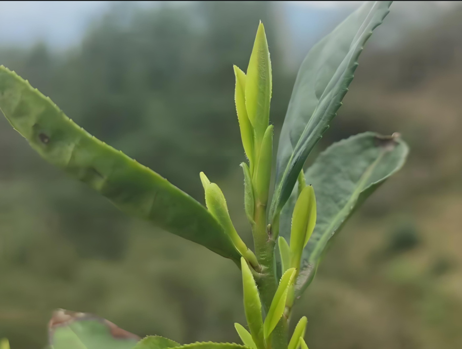 1741571216953788.jpg 1741570833081.jpg